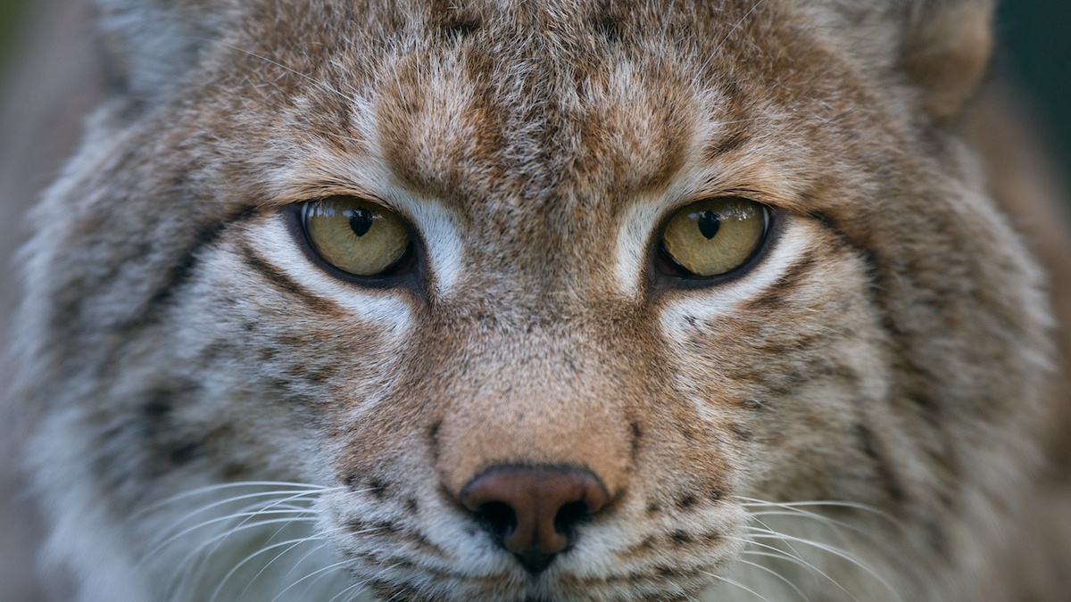 Im Blick des Jägers