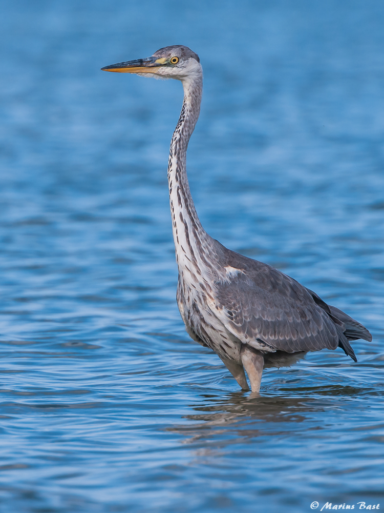 Graureiher (Ardea cinerea)