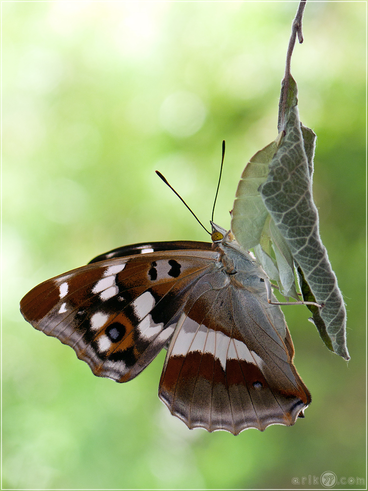 Großer Schillerfalter - Apatura iris