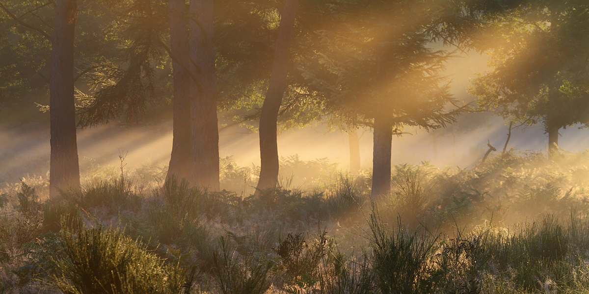 Licht im Geisterbusch