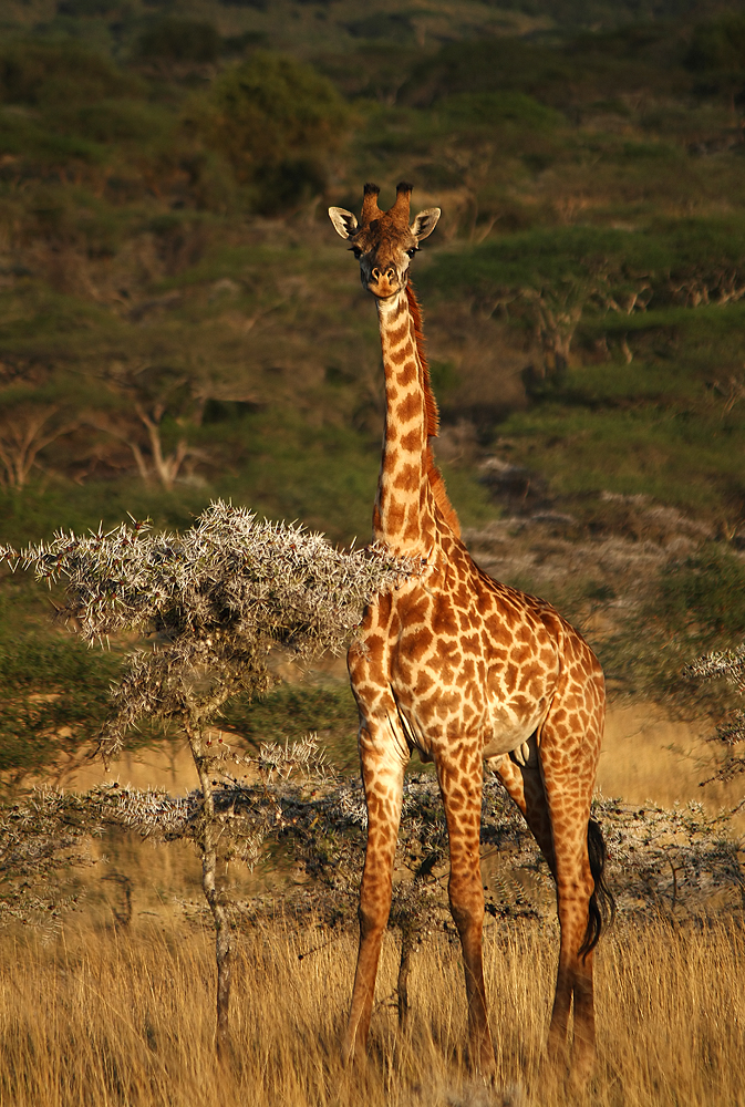 Massai-Giraffe in Südkenia