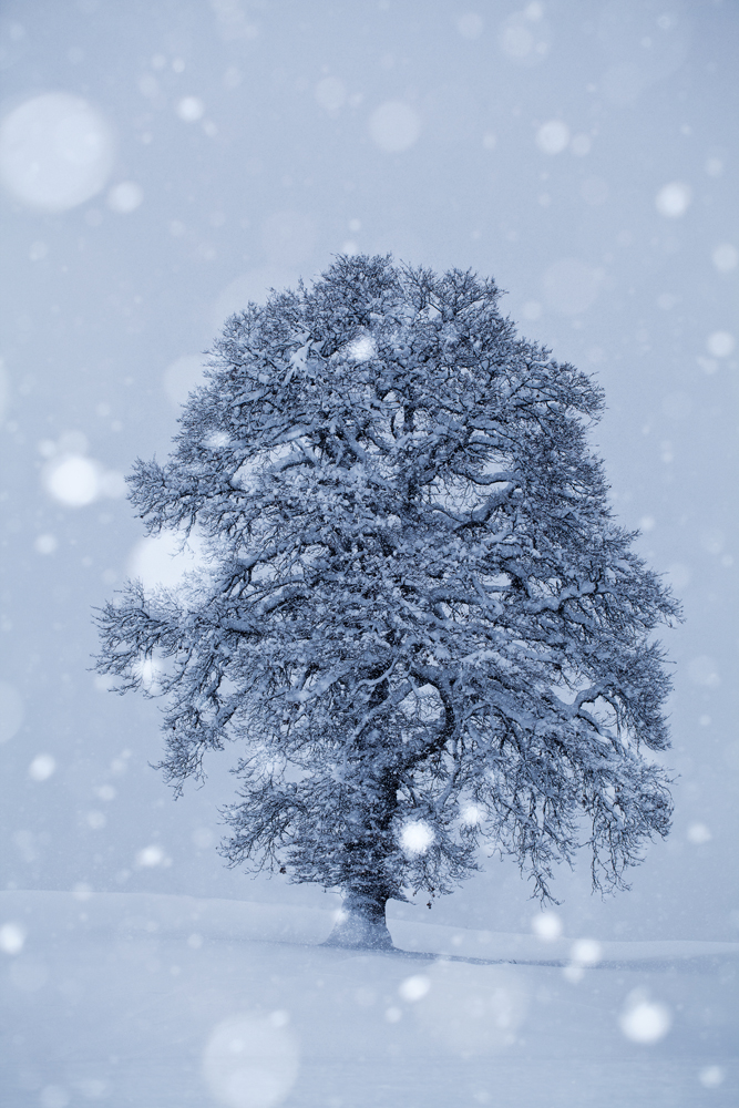 Schneeflöckchen
