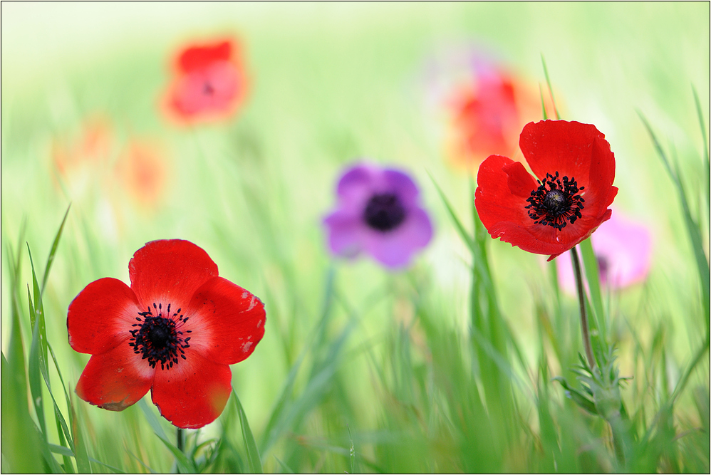 ~ Anemone coronaria ~