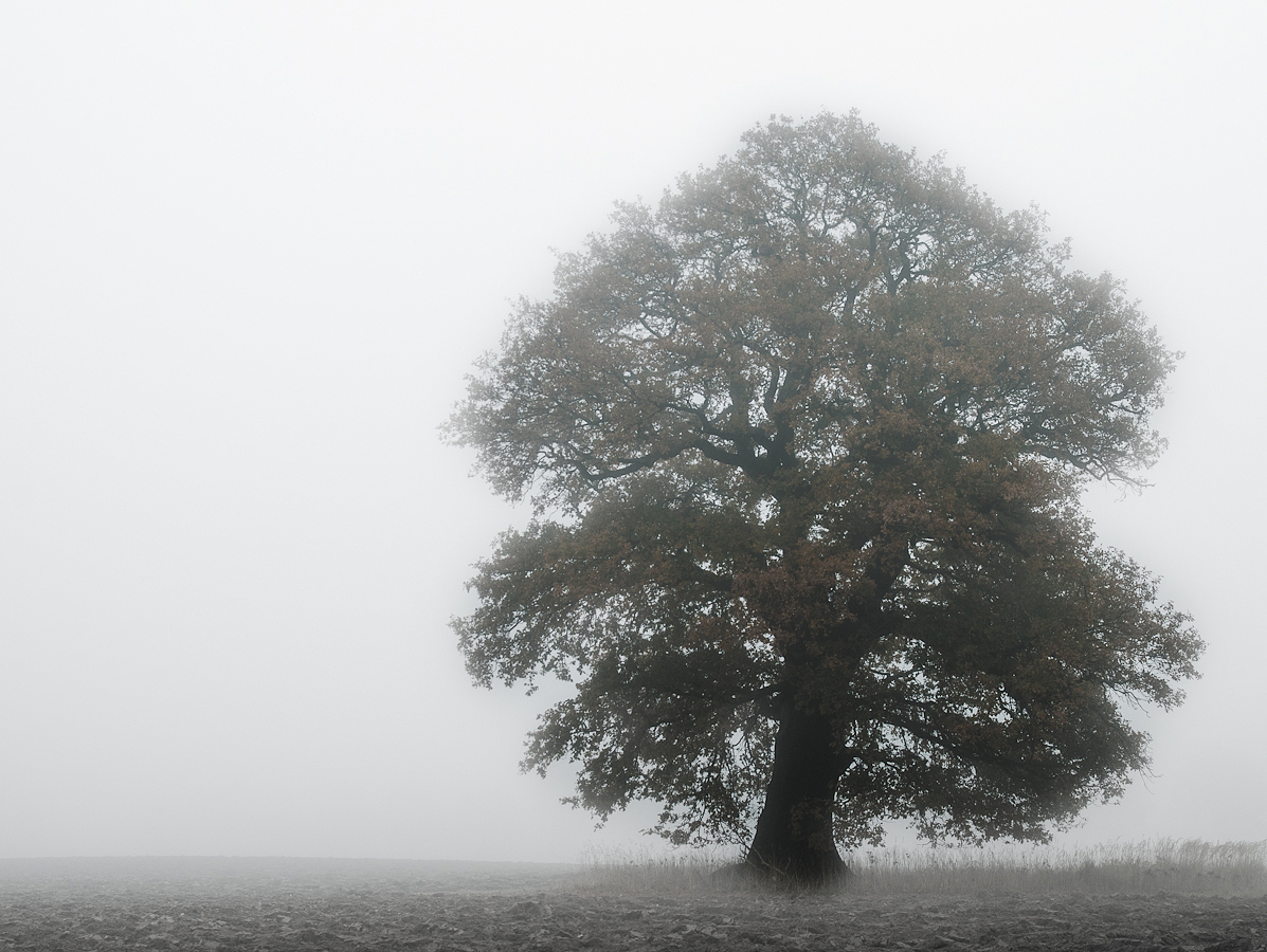 Mein Baum im Nebel (Forum für Naturfotografen)