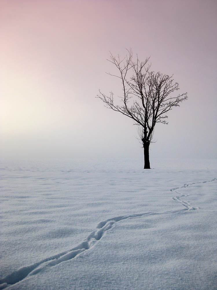 Spuren Im Schnee