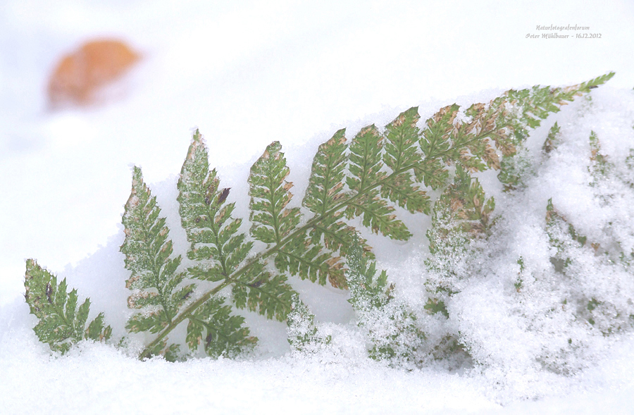 Herbstwinter Rendezvous