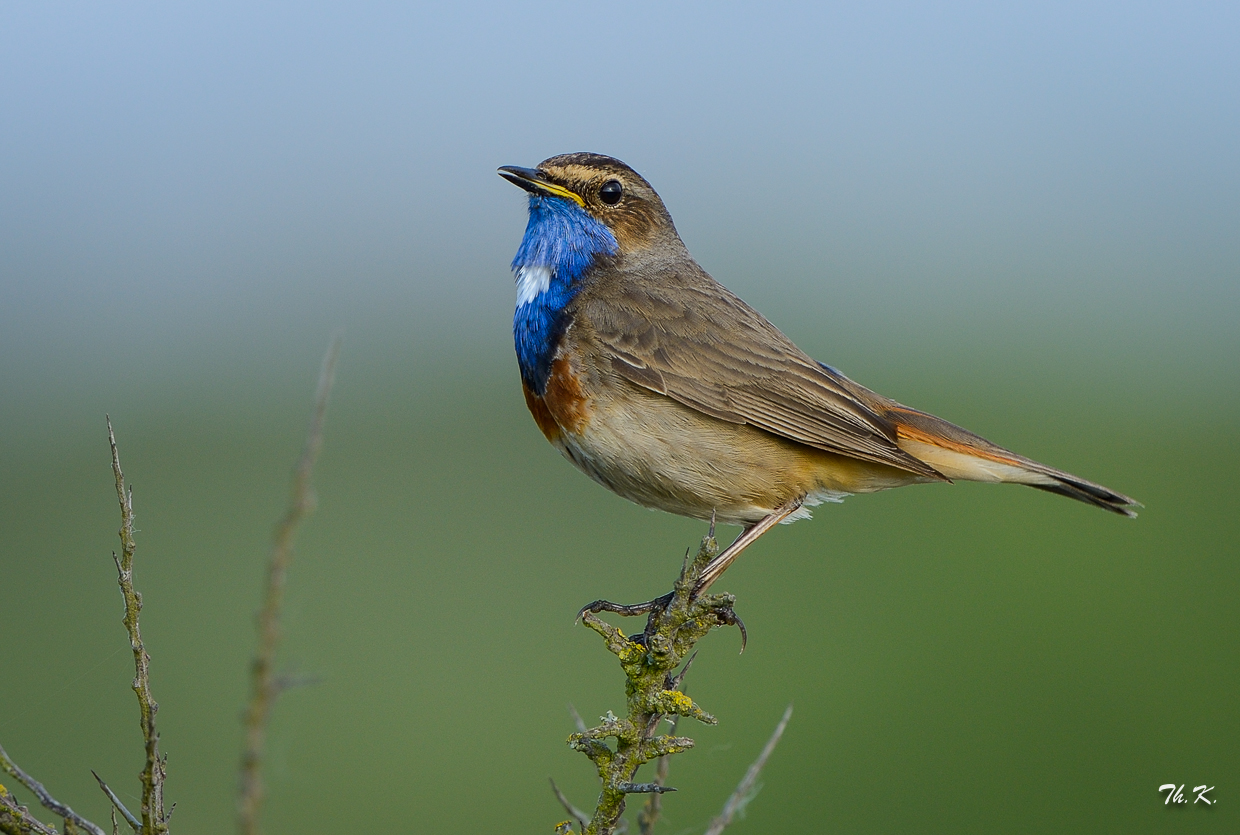 Blaukehlchen...