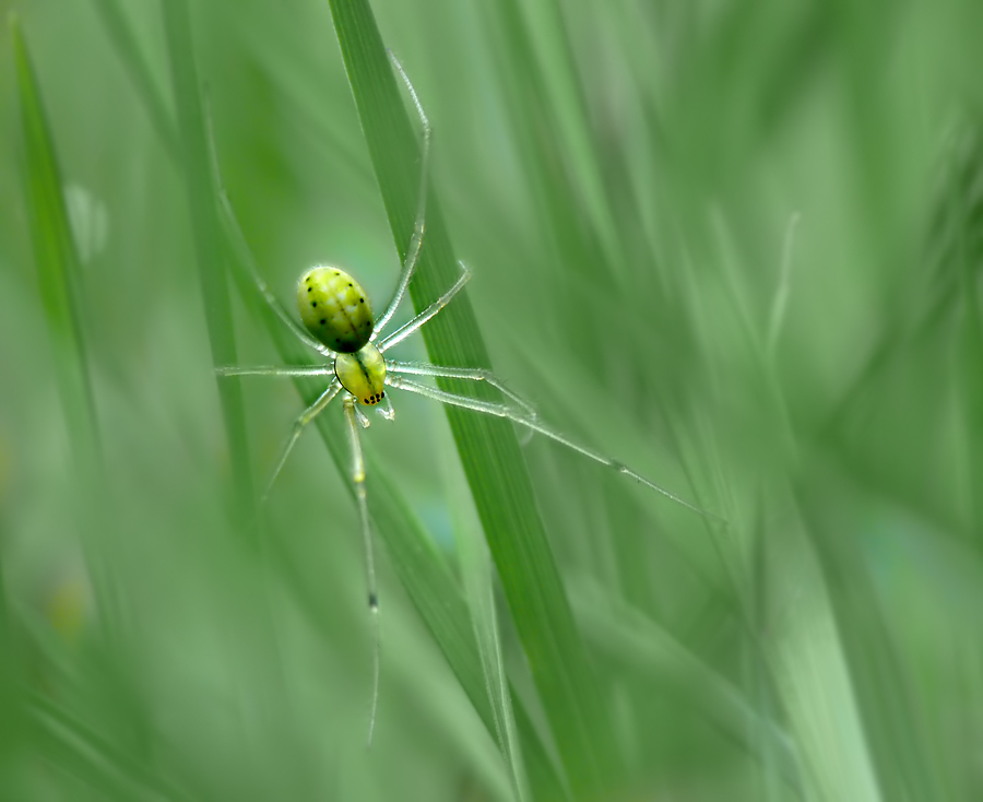 Mein Name ist "Araniella v. cucurbitina" ...