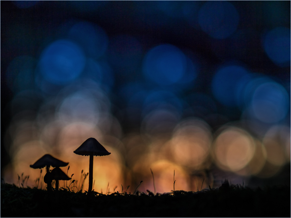 Waldlichtspiele
