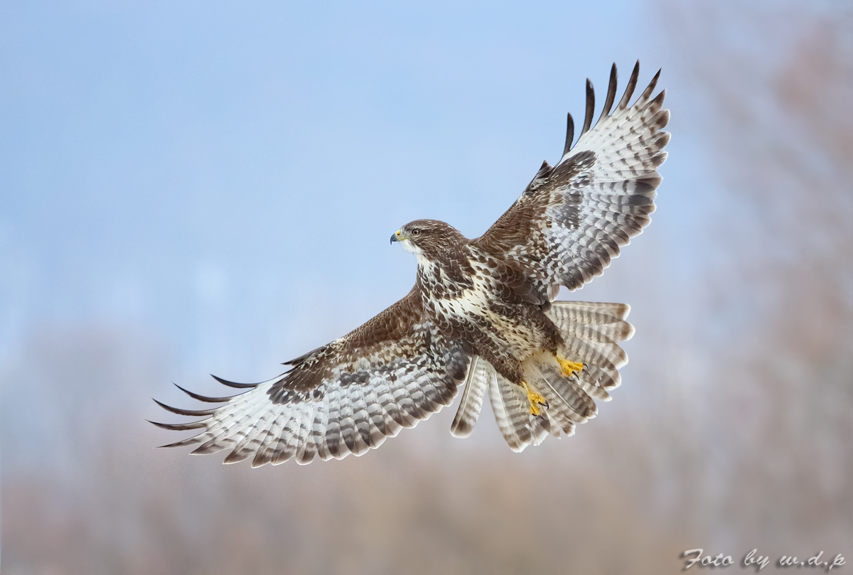 " Mit breiten Schwingen "