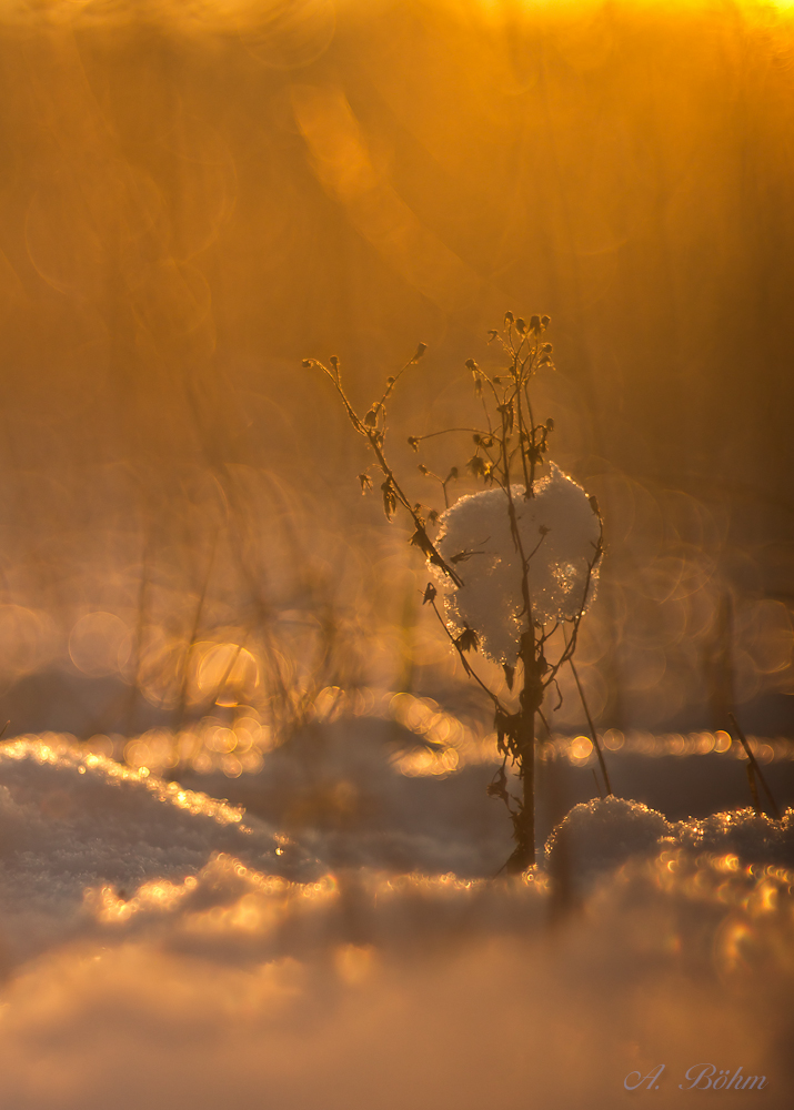 "Wundervolle"  Winterblume...