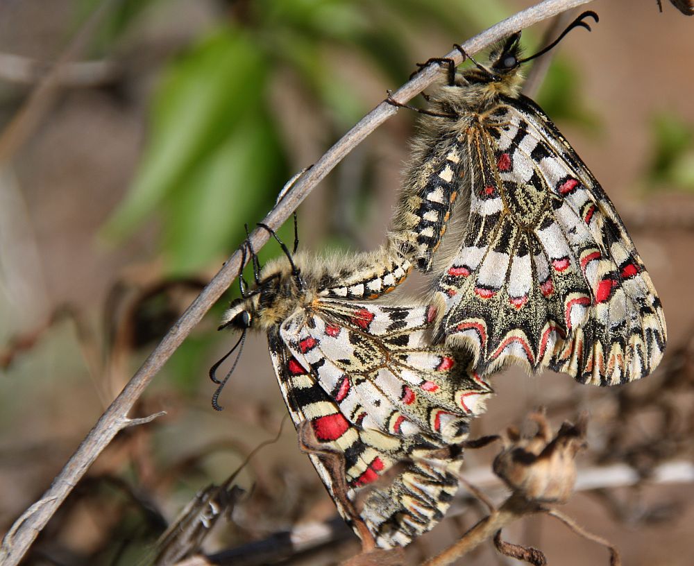 Spanischer Osterluzeifalter (Zerynthia rumina)