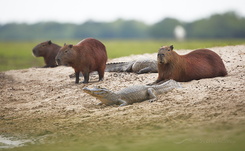 Capybara (Hydrochoerus hydrochaeris)