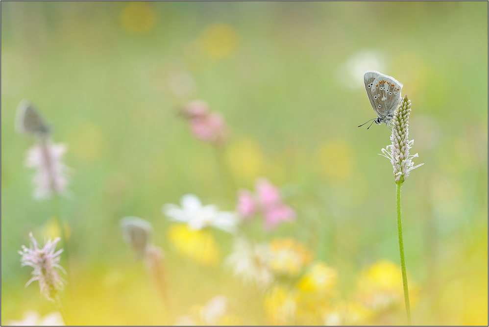 ~ in der Wiese ~