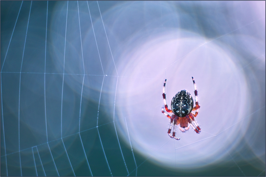 Araneus quadratus