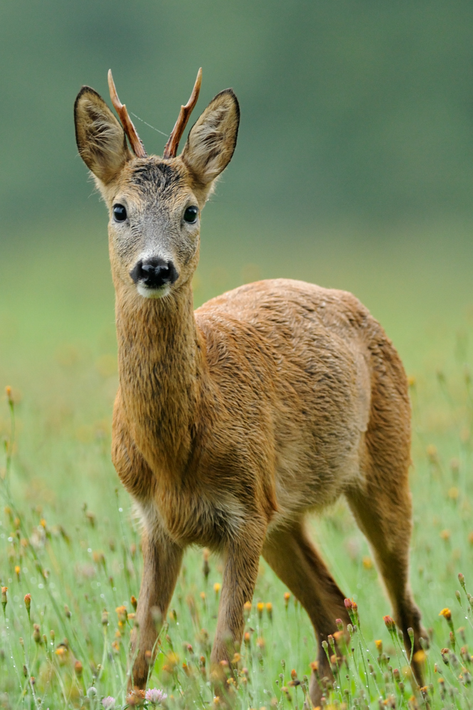 Junger Rehbock (Forum für Naturfotografen)