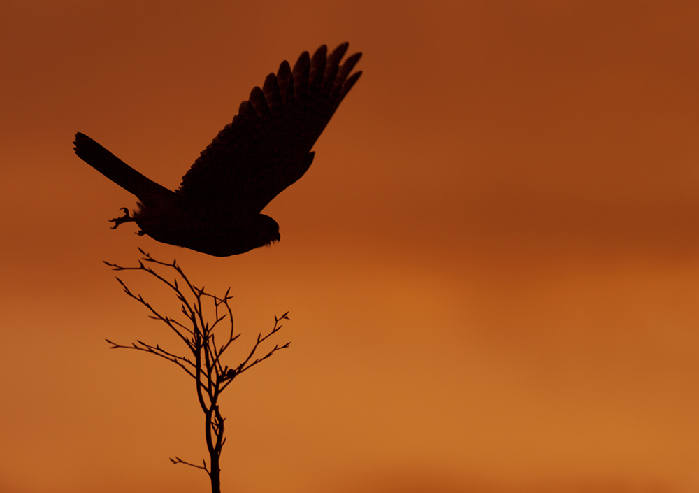 Turmfalke im Morgenrot