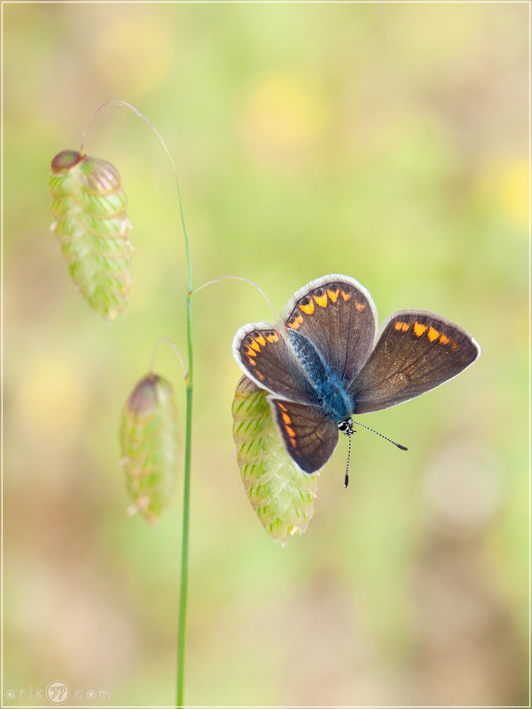 Hauhechelbläuling - Polyommatus icarus