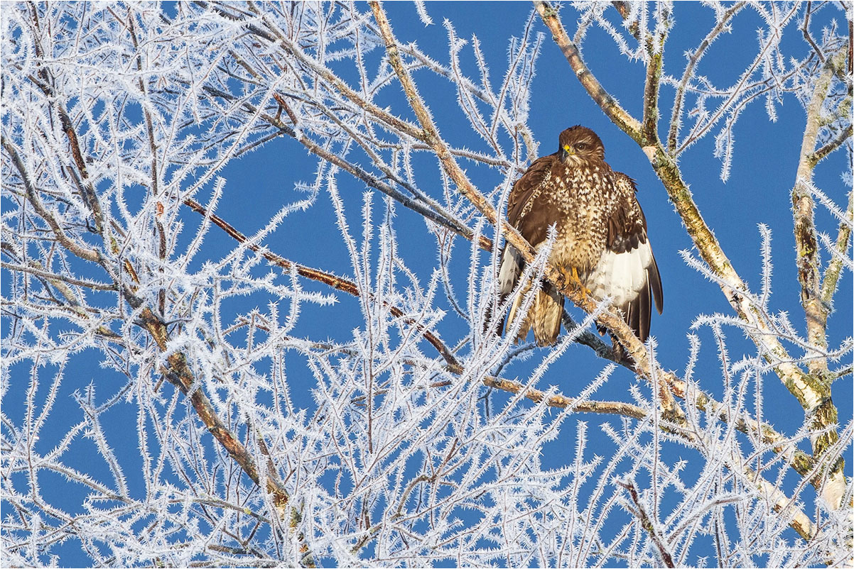 Mäusebussard im Raureif