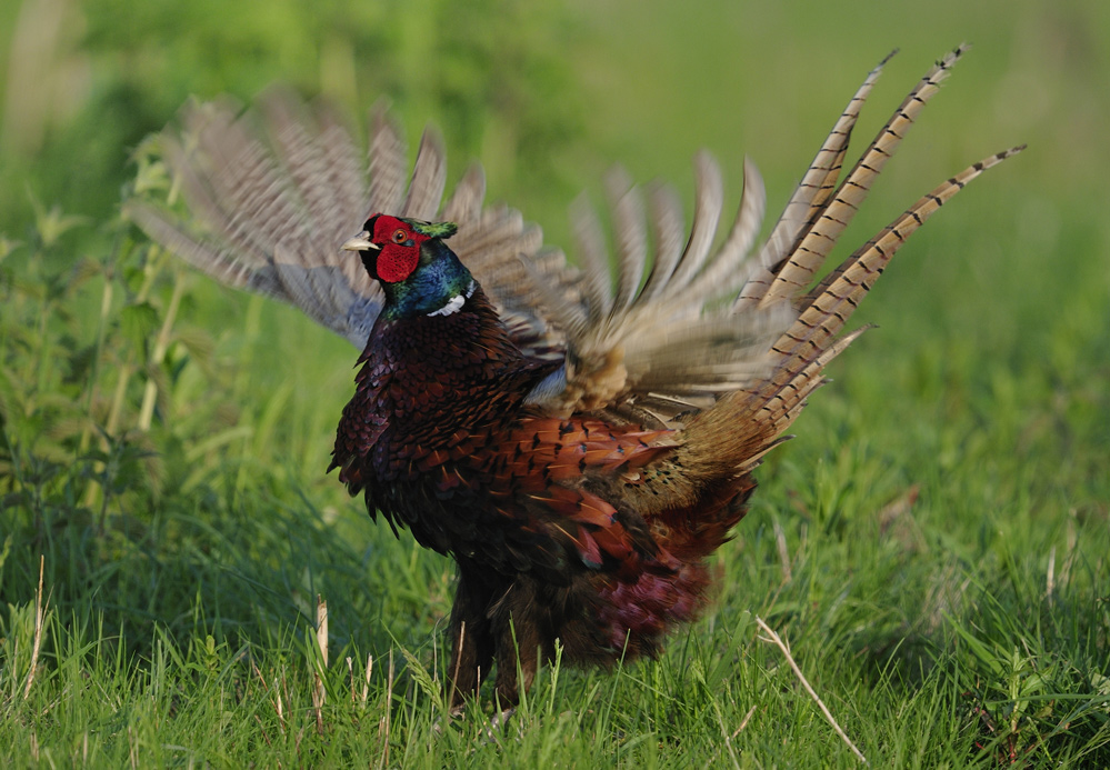 Gockel (Forum für Naturfotografen)