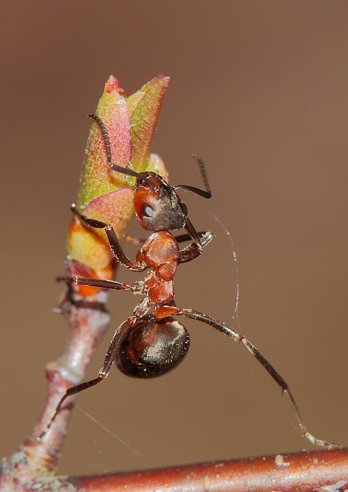 Formica exsecta