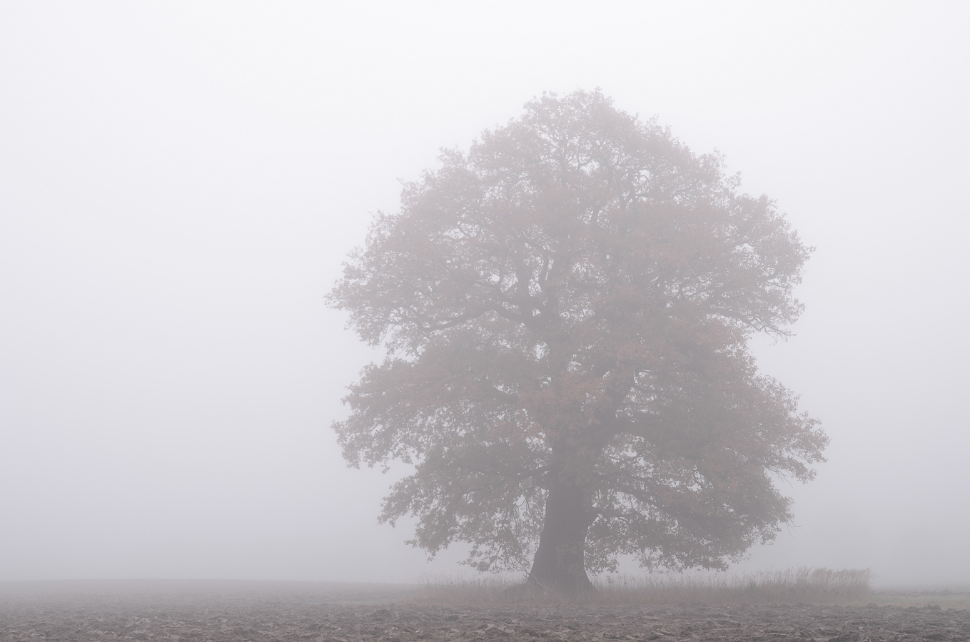 Mein Baum- Vergleich