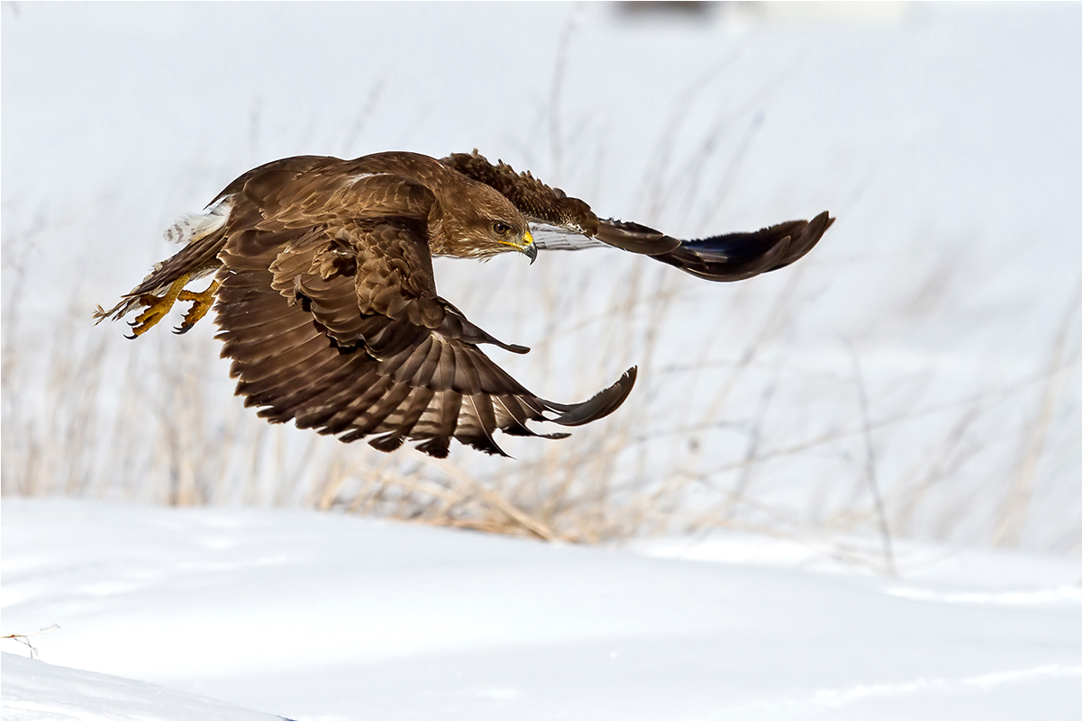Mäusebussard