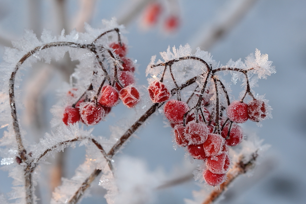 Frohe Weihnacht (Forum für Naturfotografen)