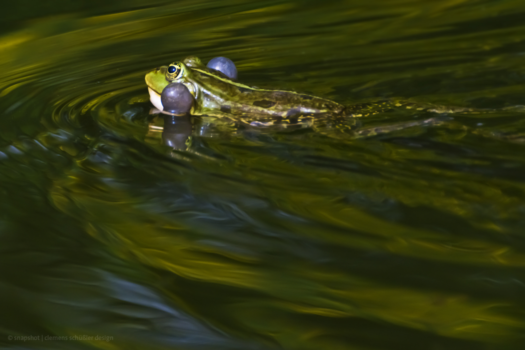 Im Teich (Forum für Naturfotografen)