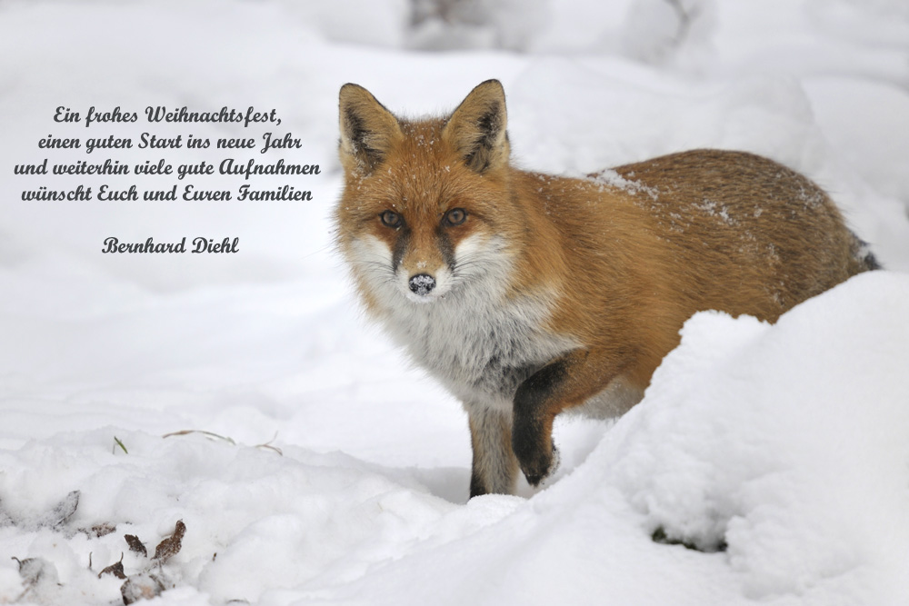 Weihnachtsgrüße (Forum für Naturfotografen)