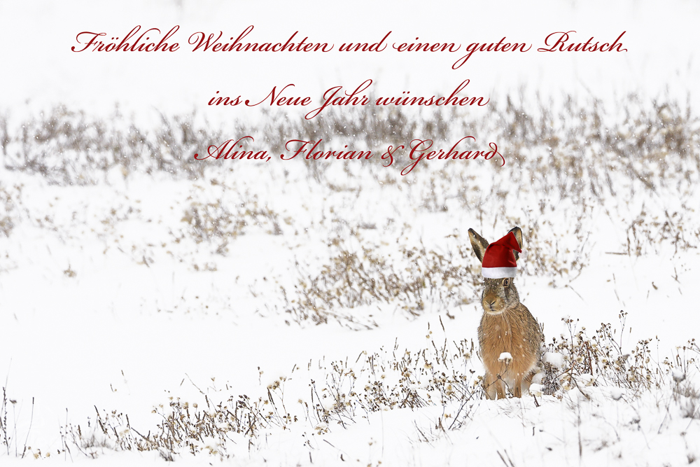 Weihnachtswünsche (Forum für Naturfotografen)