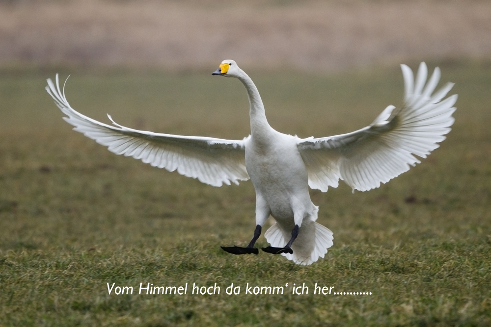 Frohe Weihnachten