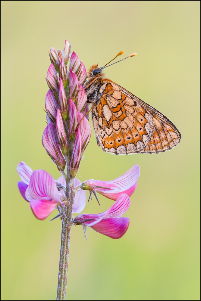 Skabiosen-Scheckenfalter (Euphydryas aurinia)