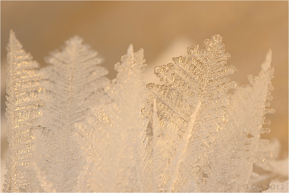 eis-wald