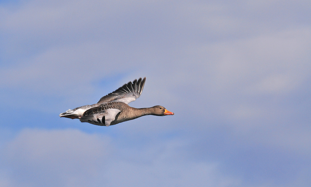 Da fliegt sie .......