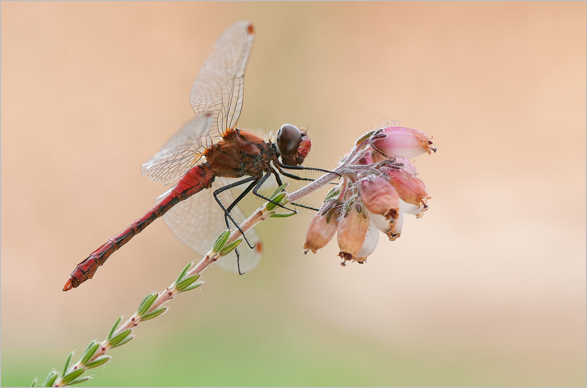 blutrote Heidelibelle