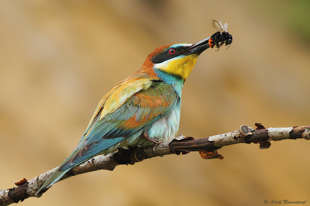 Bienenfresser (Merops apiaster) mit Beute...