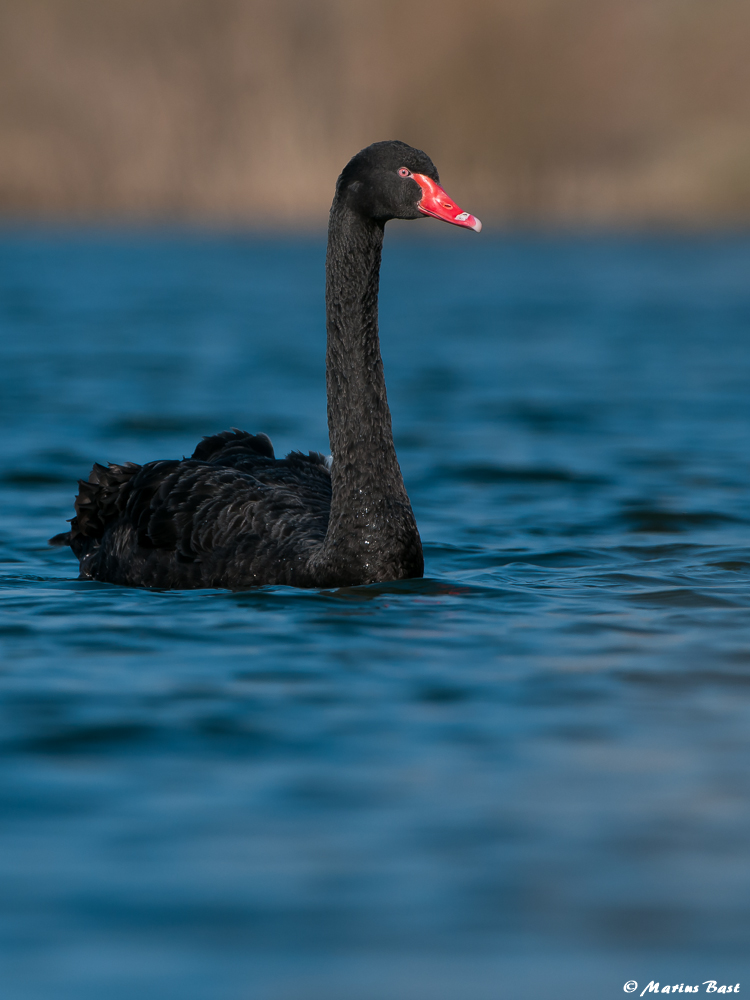 Trauerschwan (Cygnus atratus)