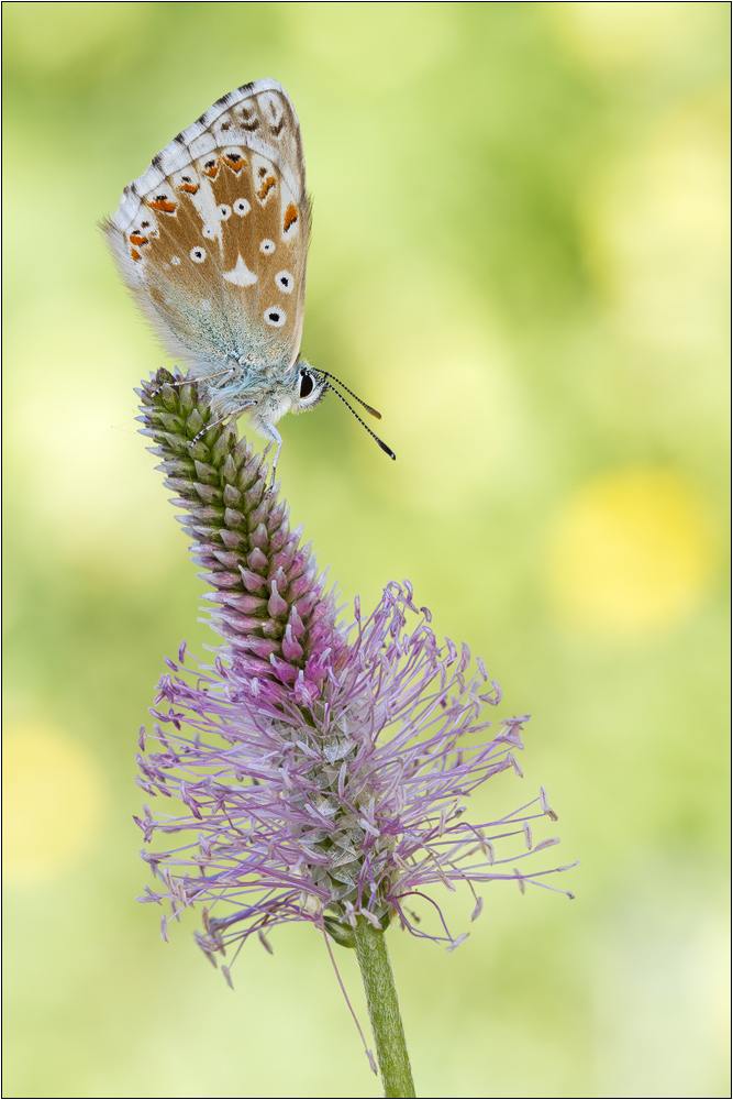 Silbergrüner Bläuling (Polyommatus coridon)