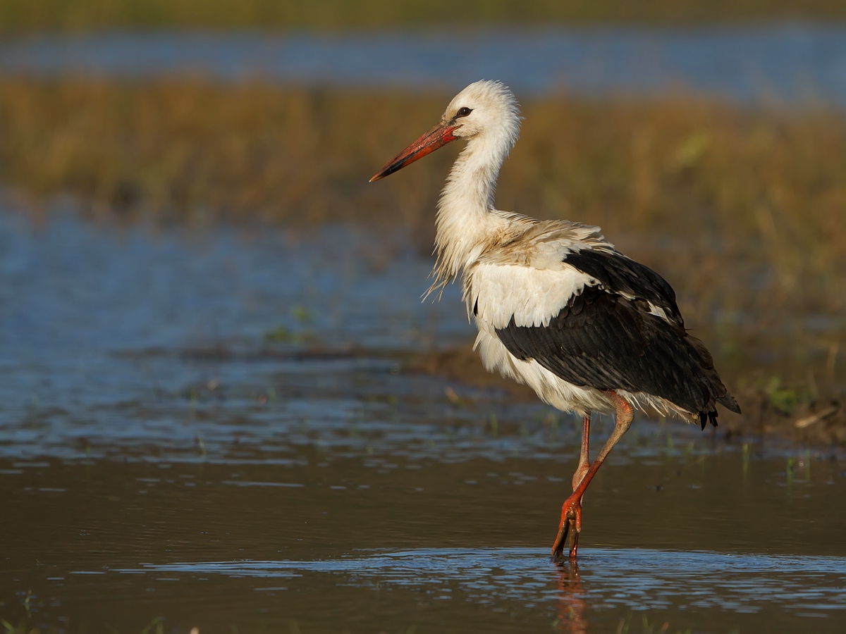 Storch im Dezemeber