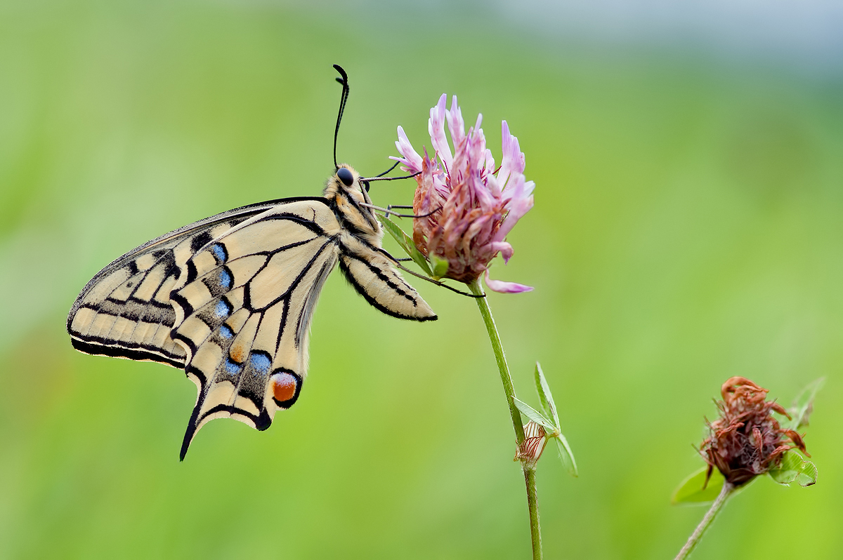 In der Bergwiese