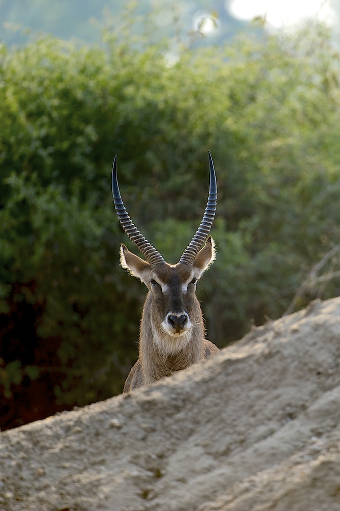 Wasserbock