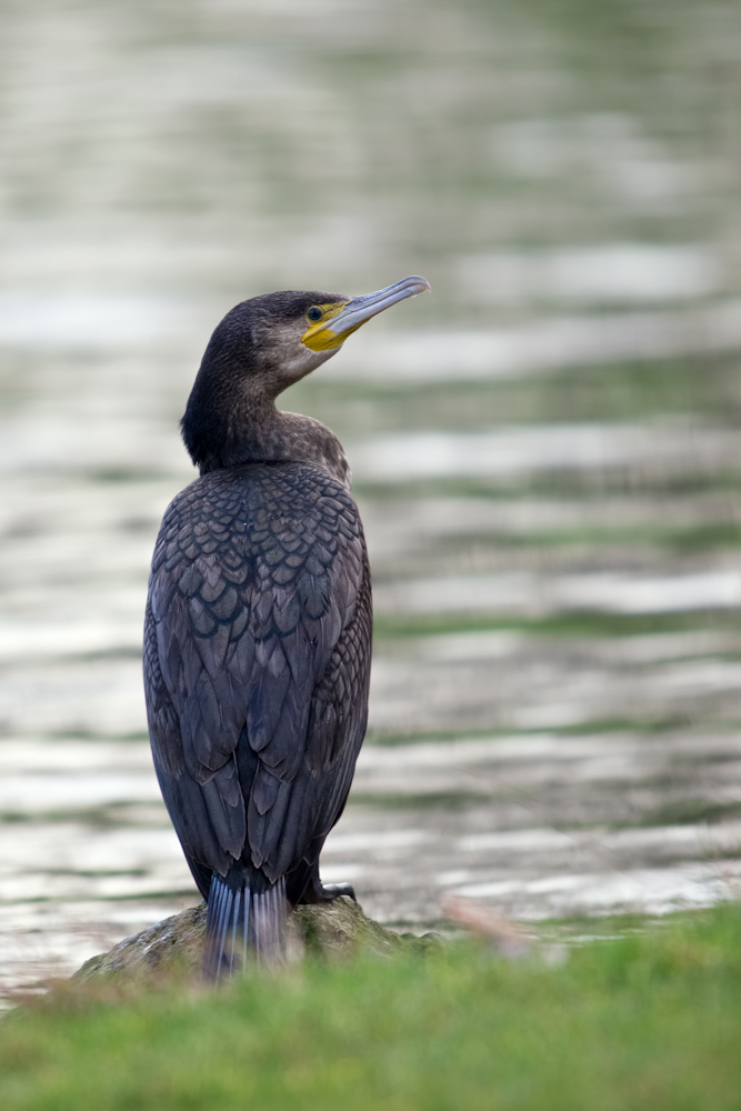 Kormoran