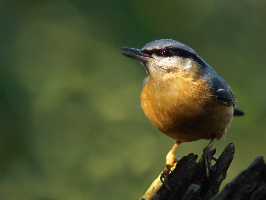 Kleiber (sitta europaea)