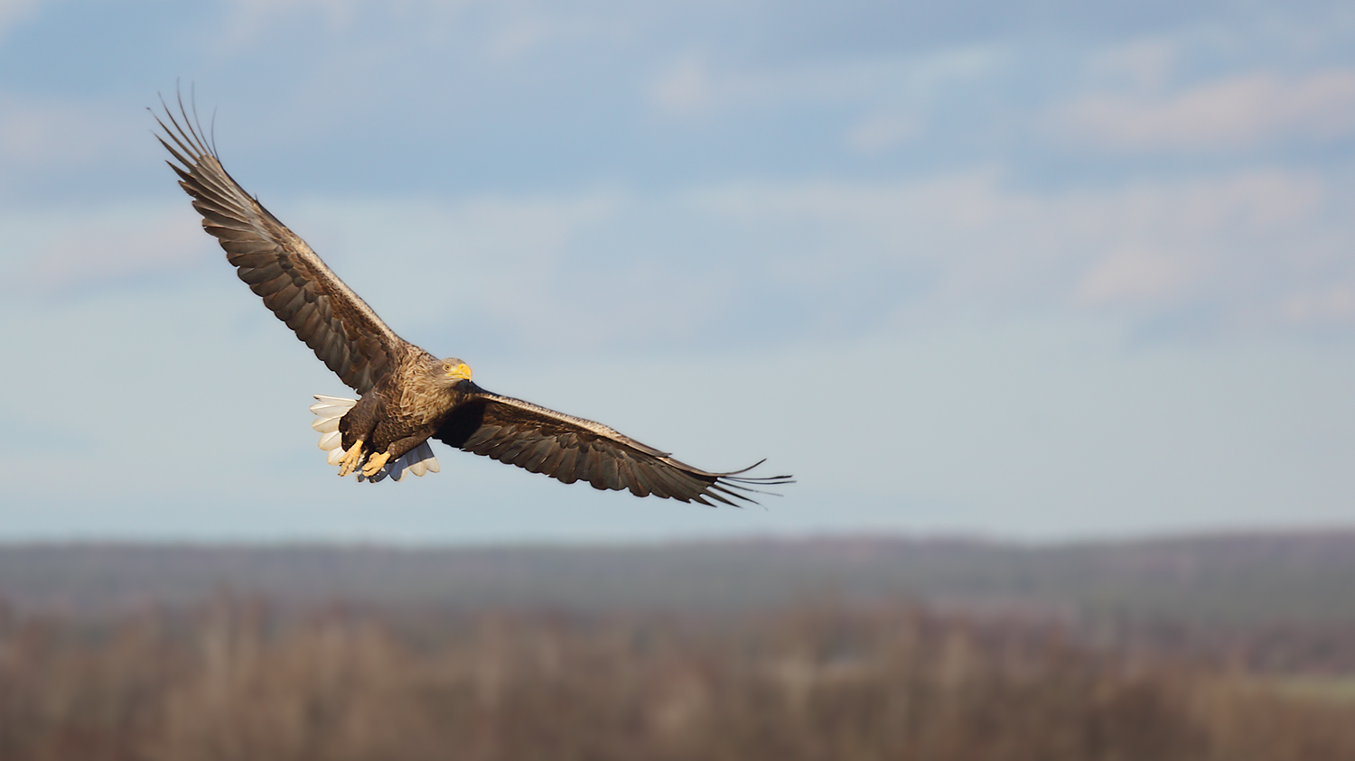 männlicher Seeadler (Haliaeetus albicilla)