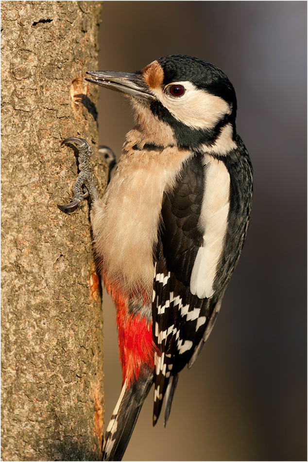 Prosit Neujahr! (Forum für Naturfotografen)