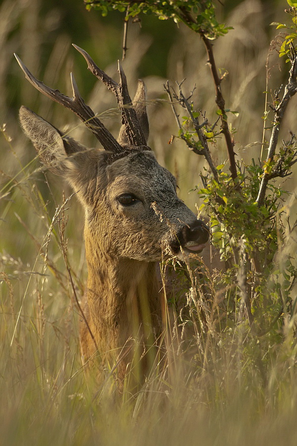 "...in die Wildnis..."
