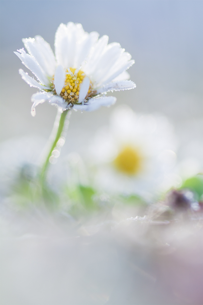 Gänseblümchen im Reif