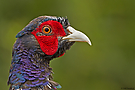 Fasan (Phasianus colchicus)