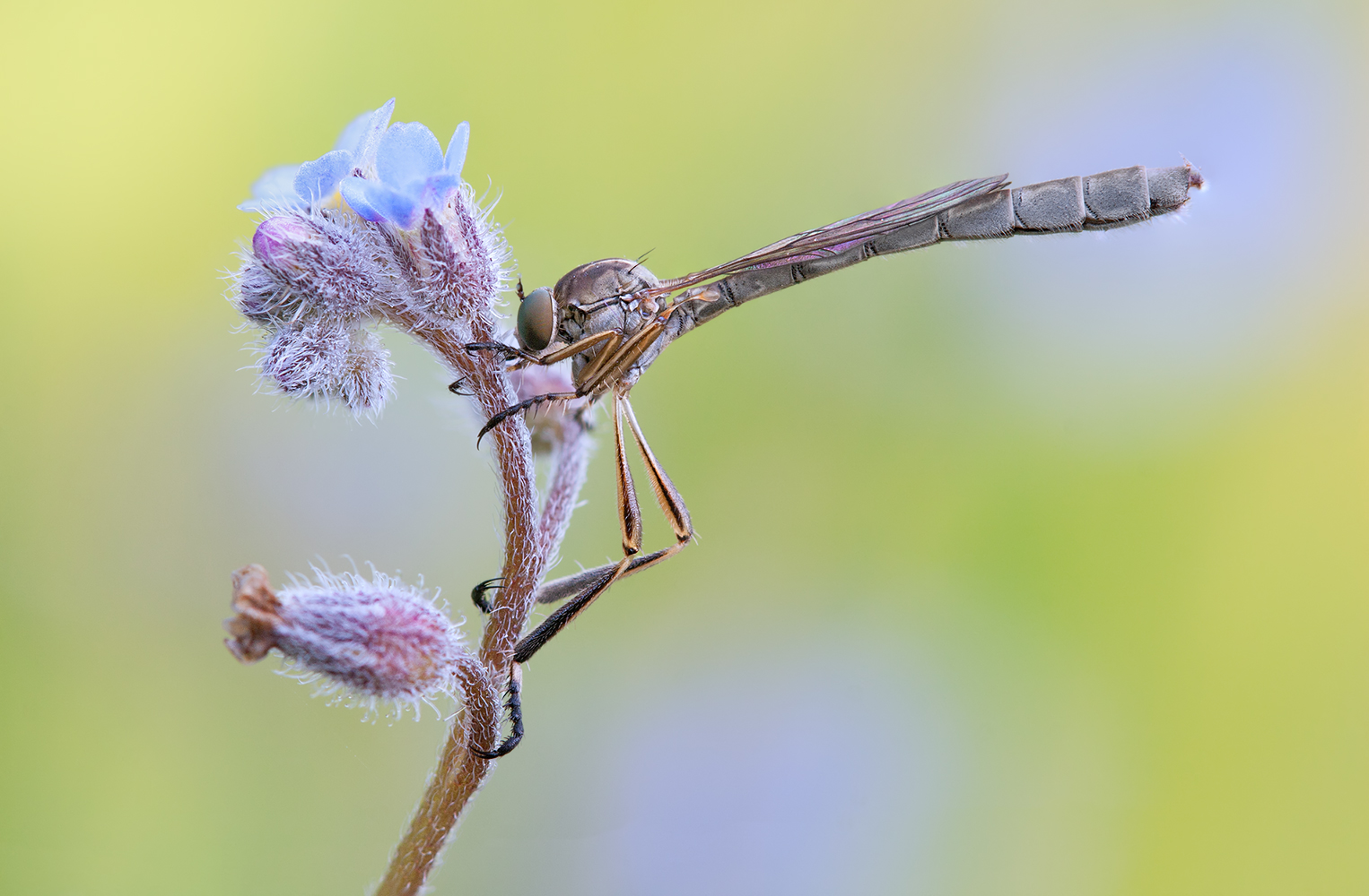 Schlankfliege